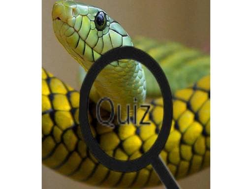 Play Wildlife Animal Trivia:Test Your Knowledge! online